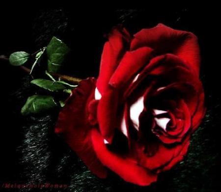 la rose rouge