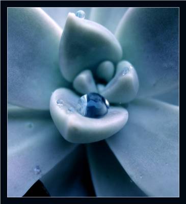 fleur de porcelaine